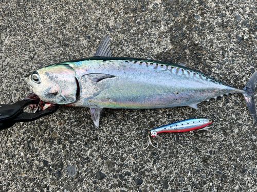 ソウダガツオの釣果