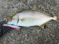 ショゴの釣果