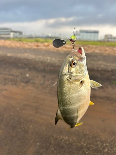ギンガメアジの釣果