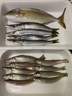 ショゴの釣果