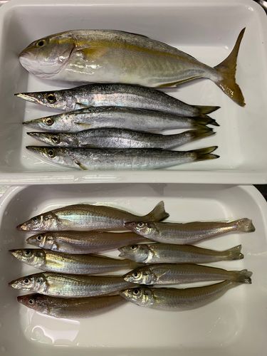 ショゴの釣果