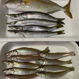 ショゴ