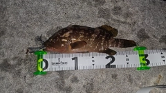 アコウの釣果