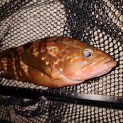 キジハタの釣果