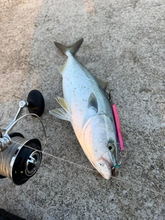 ワカシの釣果