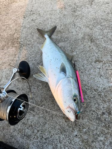 ワカシの釣果