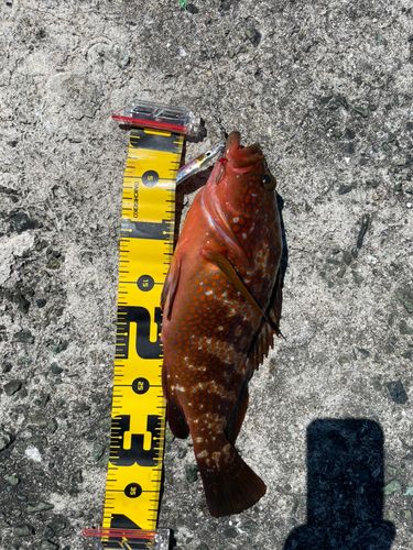 アコウの釣果