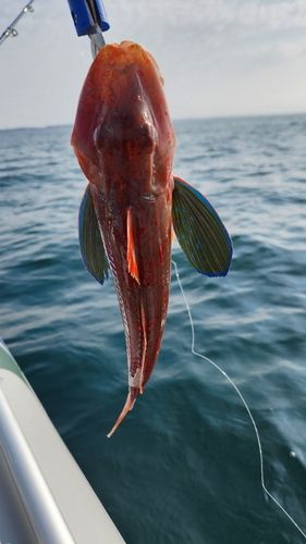 ホウボウの釣果