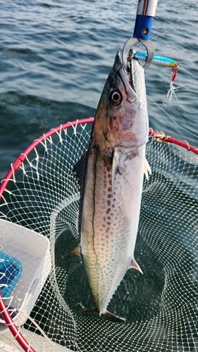 サワラの釣果