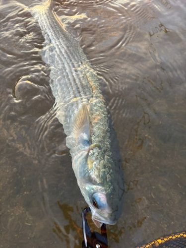 ボラの釣果