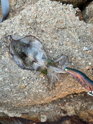 アオリイカの釣果