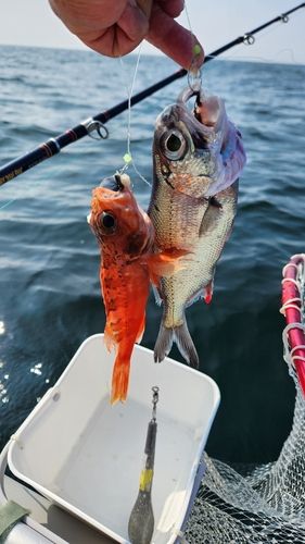 ギンメダイの釣果