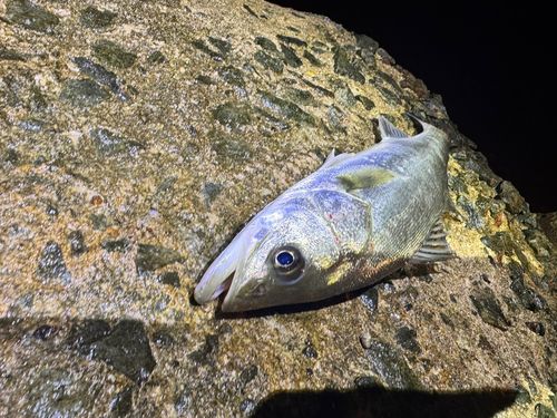 フッコ（マルスズキ）の釣果