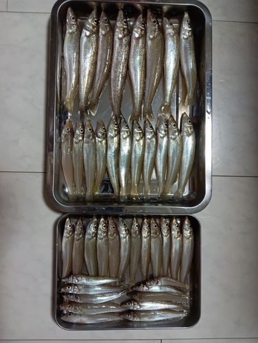 キスの釣果