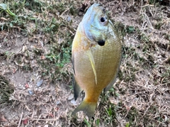 ブルーギルの釣果
