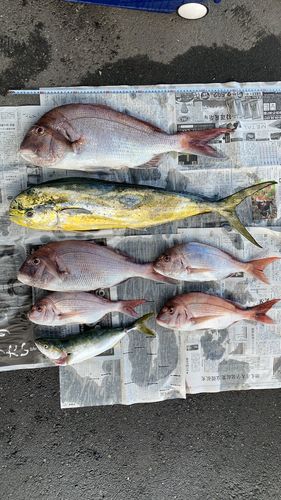 マダイの釣果