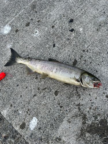 アキアジの釣果