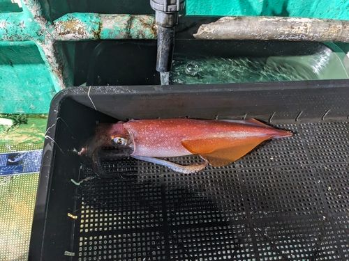ケンサキイカの釣果