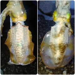 アオリイカの釣果