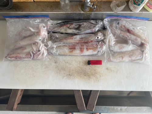 ケンサキイカの釣果
