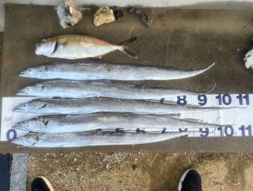 タチウオの釣果