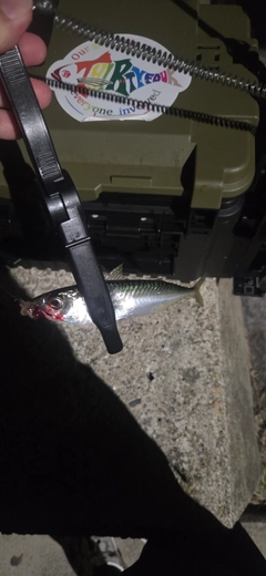 サバの釣果