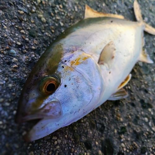 シオの釣果