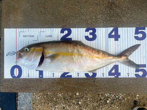 ショゴの釣果
