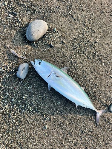 マルソウダの釣果