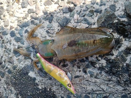 アオリイカの釣果