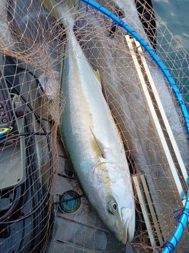 ヒラマサの釣果