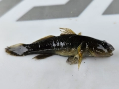 チチブの釣果