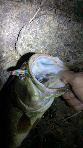 ラージマウスバスの釣果