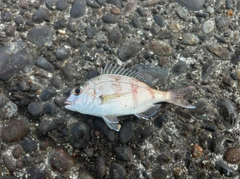 チャリコの釣果