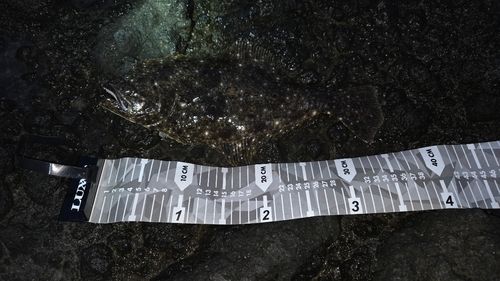 ヒラメの釣果