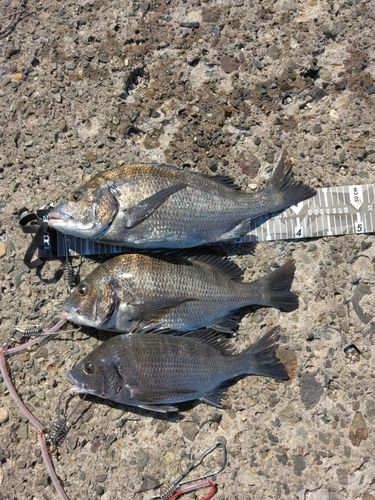 チヌの釣果