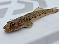 サビハゼの釣果