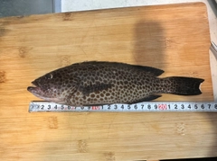 オオモンハタの釣果
