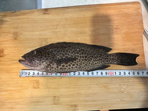 オオモンハタの釣果