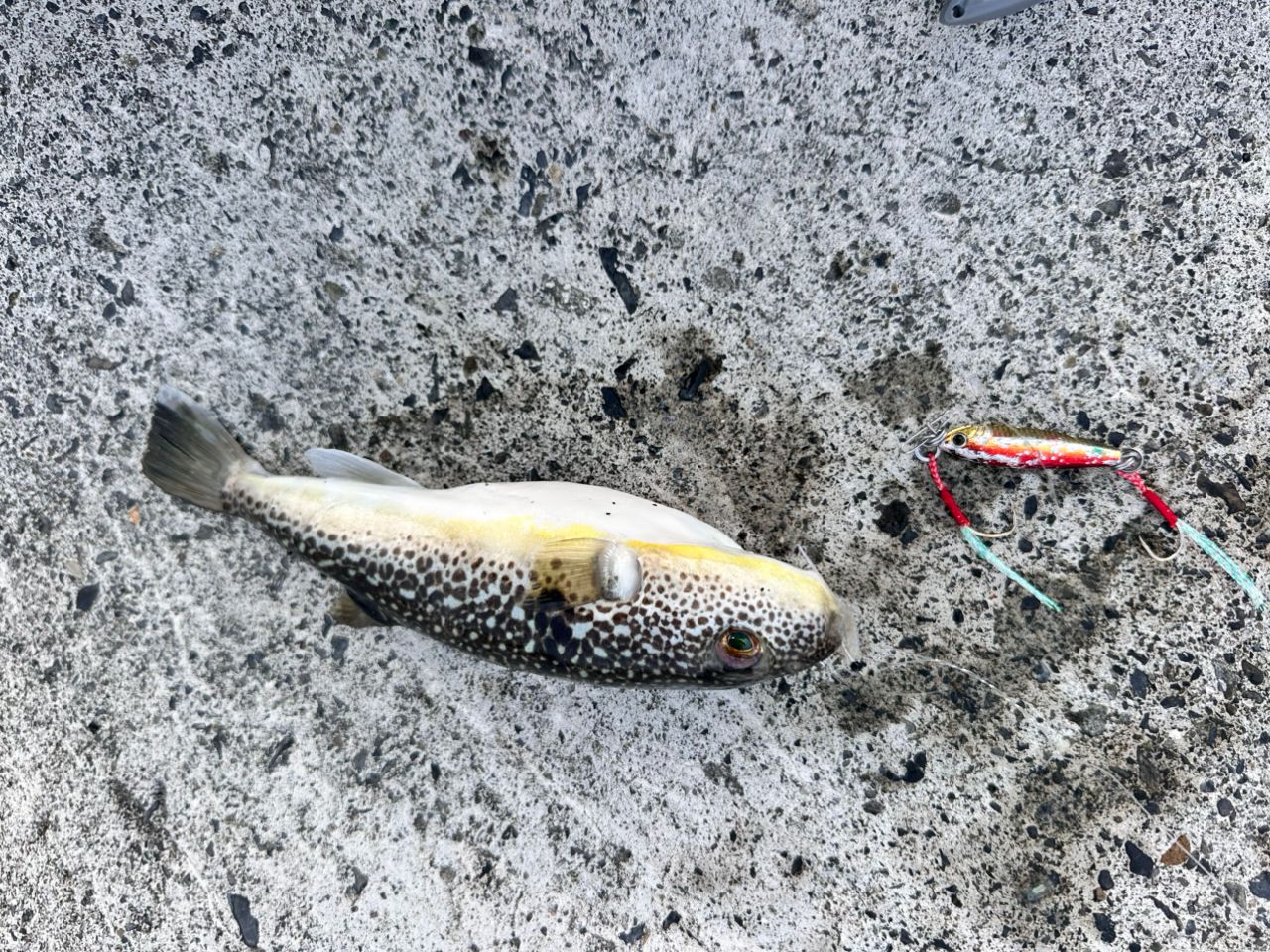 オオモンハタ