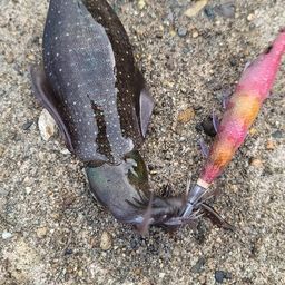 アオリイカ