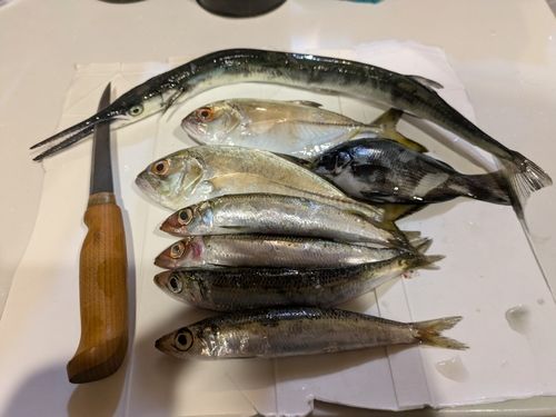 メッキの釣果