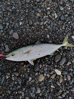 ワカシの釣果