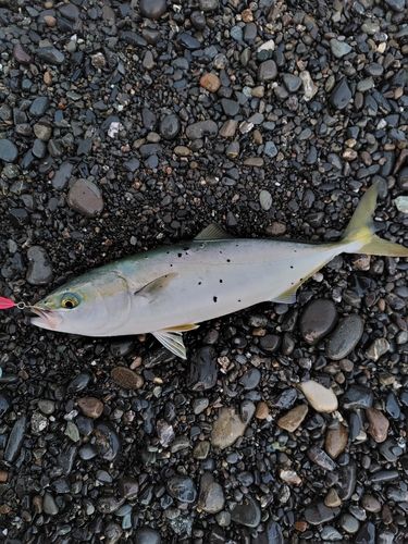 ワカシの釣果