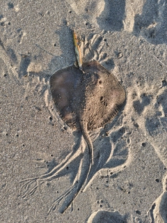 アカエイの釣果