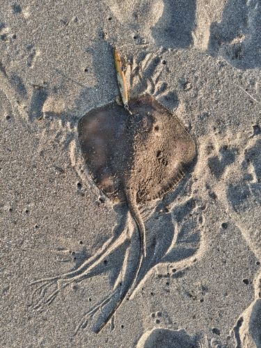 アカエイの釣果