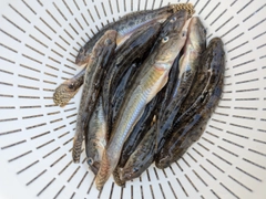 マハゼの釣果