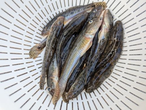マハゼの釣果