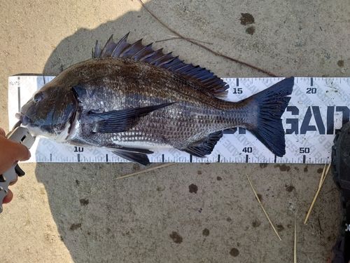 クロダイの釣果