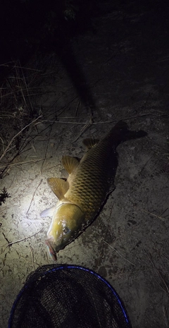 コイの釣果